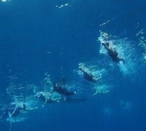 Open Water Camp Eilat 2016